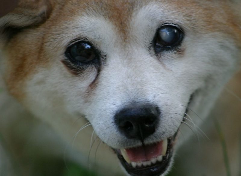 Fungo Na Pele Do Cachorro Sintomas E Tratamento Uau Uau Que Mia