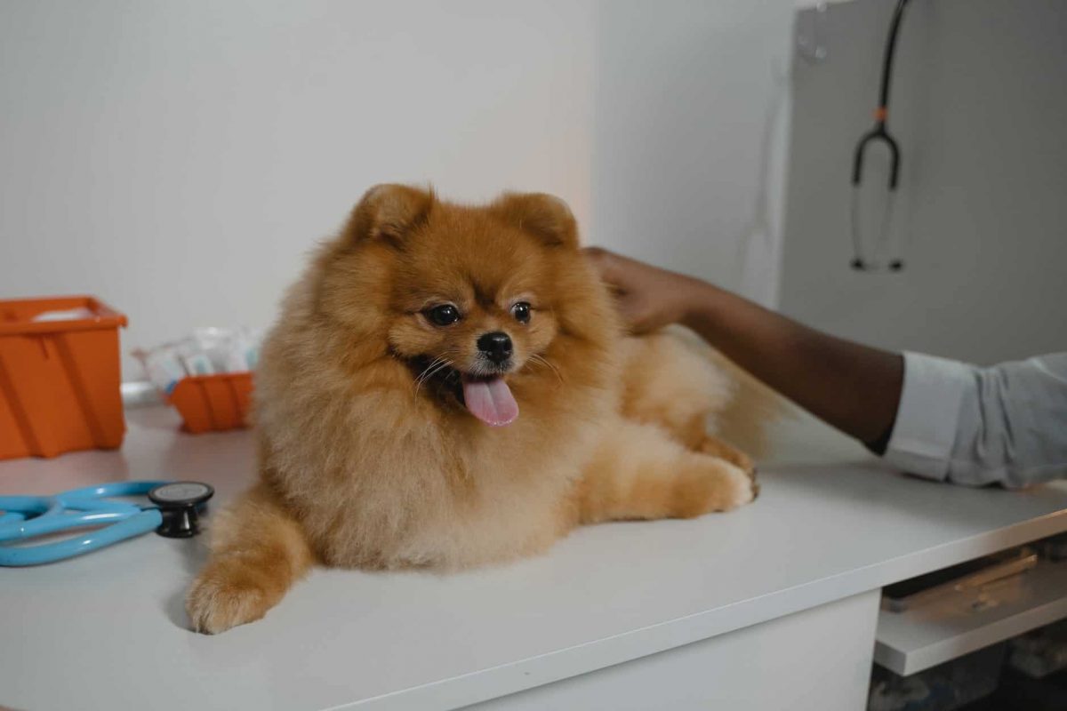 Cachorro pele seca e coçando causas e tratamento Veterinária Uau