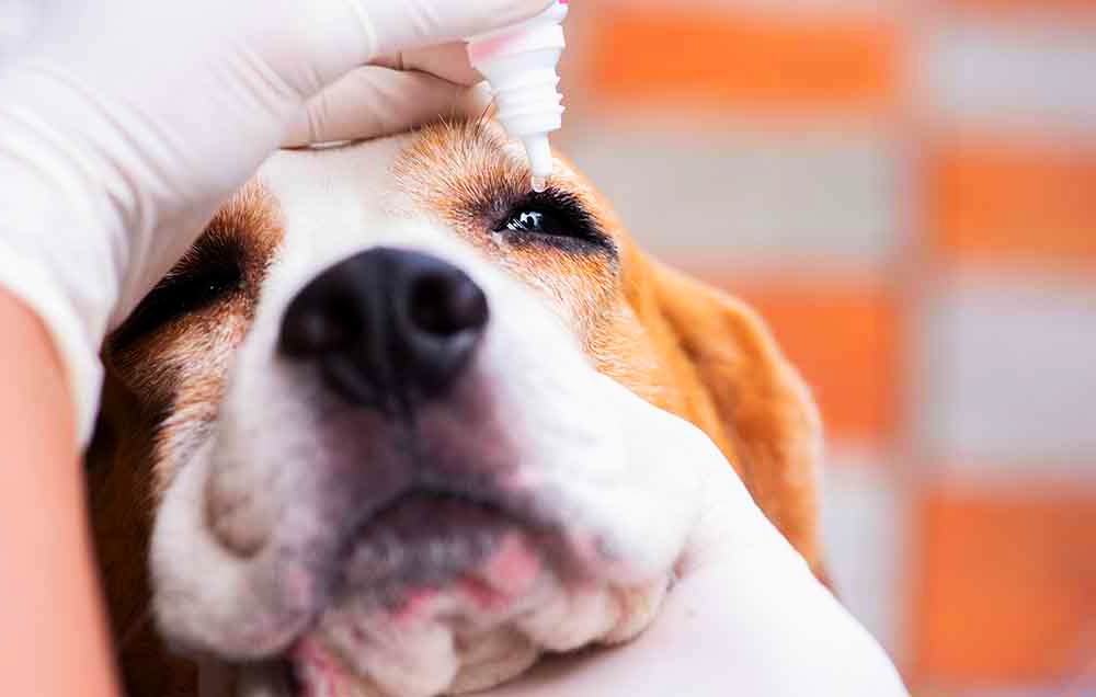 Olho vermelho em cachorro o que é sintomas tratamento e cura Uau