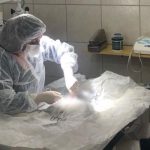 Cirurgia Veterinária em Santo André