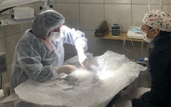 Cirurgia veterinária em Santo André