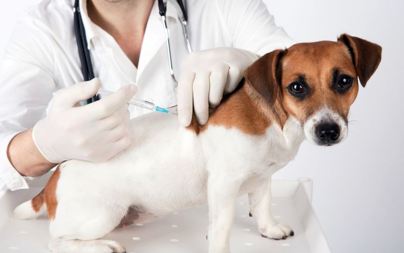 Saiba mais sobre gripes e resfriados em cachorros e gatos 3