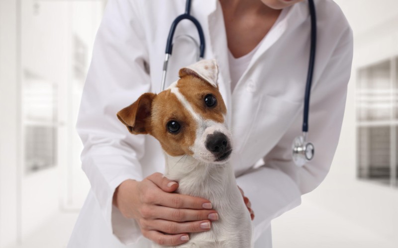 Linfoma em Cães - tipos de câncer, sintomas e tratamento 2