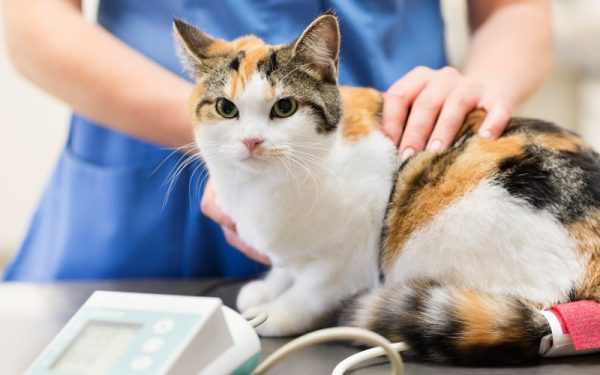 Tratamento veterinário para felinos
