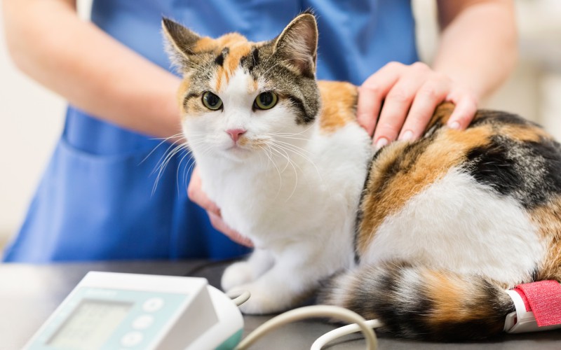 Asma em gato: sintomas e tratamento 2