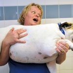 Obesidade em cachorros. O que fazer? 14