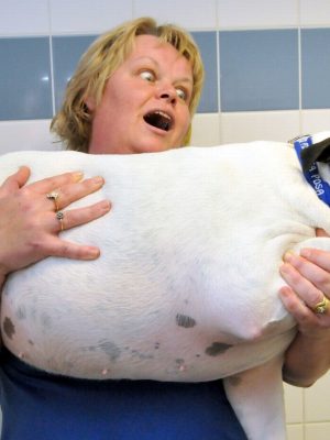 Obesidade em cachorros. O que fazer?