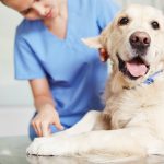 Câncer em cães e gatos: tratamento para a vida do seu pet 10