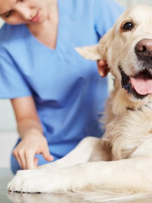 Câncer em cães e gatos: tratamento para a vida do seu pet