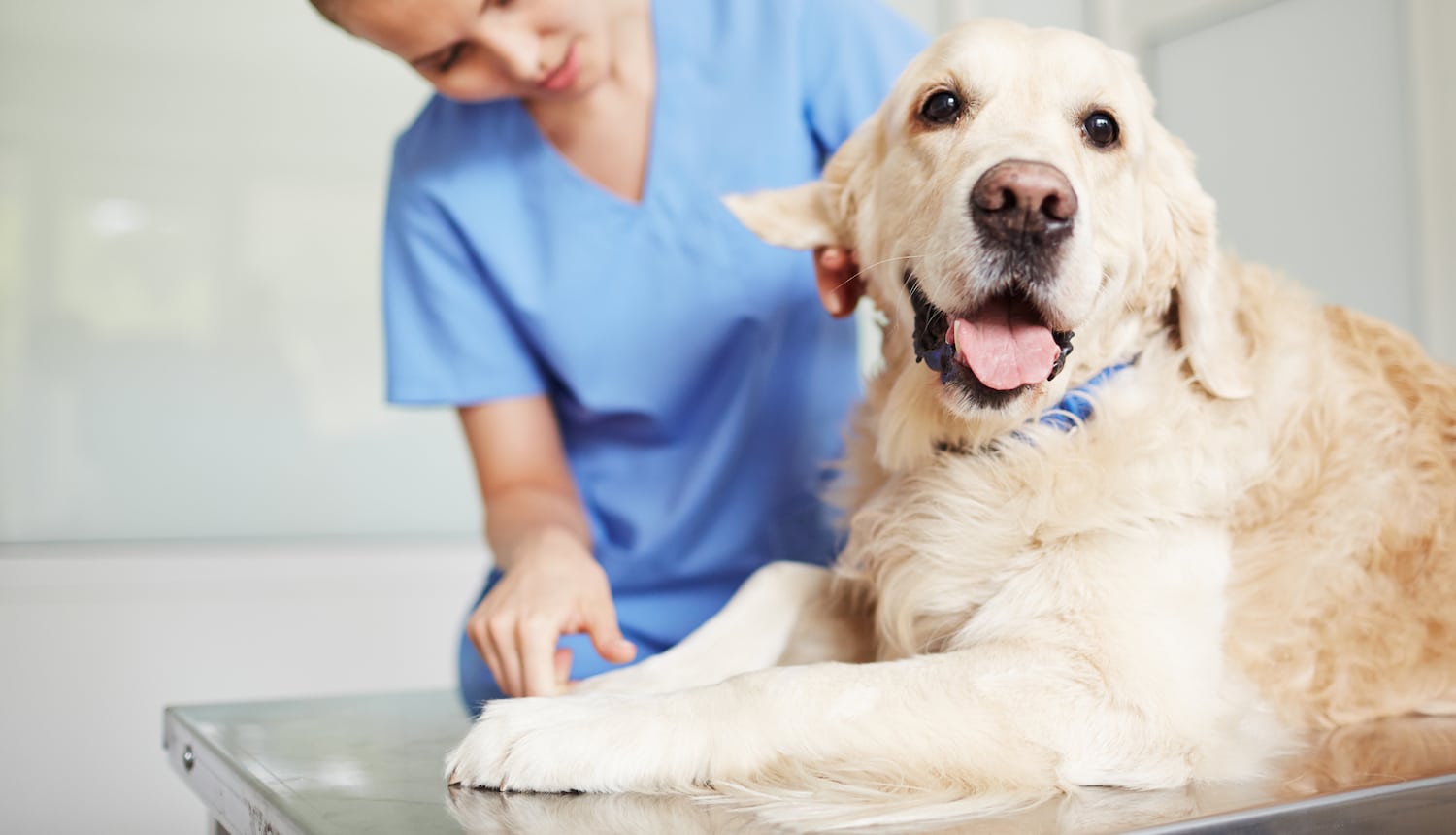Câncer em cães e gatos: tratamento para a vida do seu pet 1