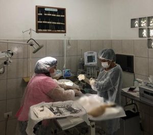 Cirurgia de castração em Santo André