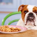 Diabetes canina: o que é, sintomas e tratamento? 17