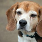 Doenças oftalmológicas comuns entre os cachorros - sintomas e tratamentos 11