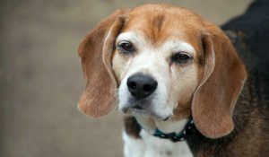 Catarata e cegueira em cães diabéticos 10