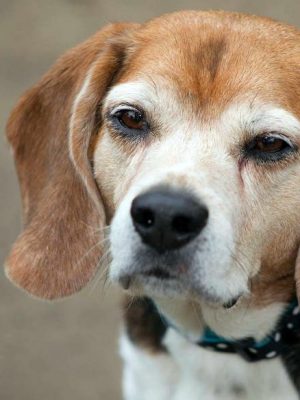 Catarata e cegueira em cães diabéticos