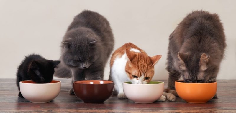 Alimentação gatos filhotes