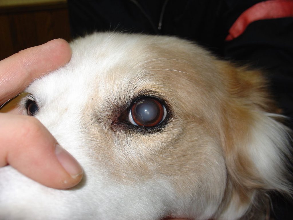 Foto de olho de cachorro com manche branca.