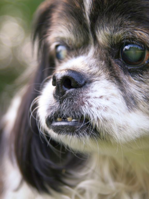 Mancha branca nos olhos do cachorro sempre é sinal de catarata?