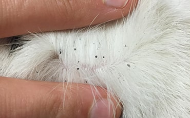 Identificando, evitando e tratando pulgas em cachorros e gatos 6
