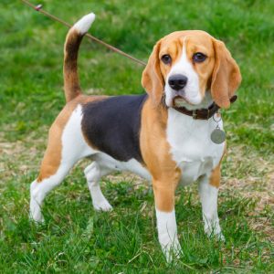 Beagles: curiosidades, história e fatos interessantes 1