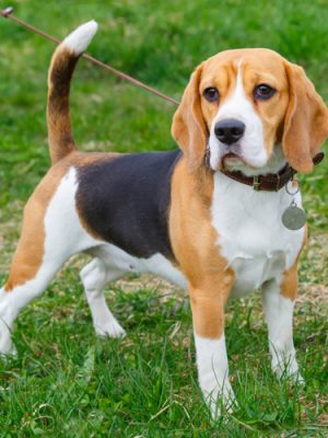Beagles: curiosidades, história e fatos interessantes
