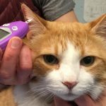 Perguntas e Respostas sobre diabetes em gatos 1