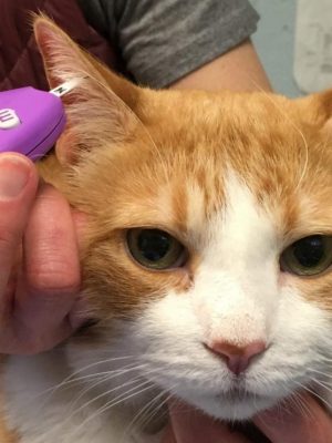 Perguntas e Respostas sobre diabetes em gatos