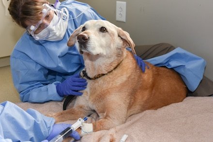 Câncer em cães e gatos: tratamento para a vida do seu pet 2