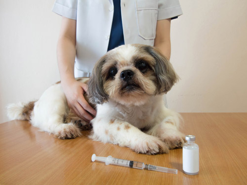 Tratamento diabetes mellitus em cachorros em São Paulo