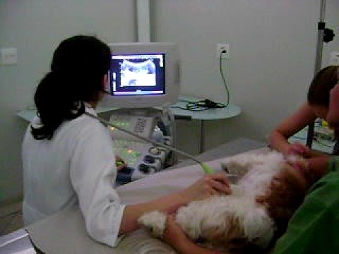 Ultrassonografia veterinária em Santo André