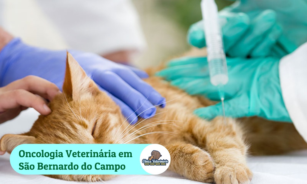 Oncologia Veterinária em São Bernardo do Campo