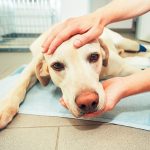 13 perguntas e respostas sobre câncer em cachorros 6