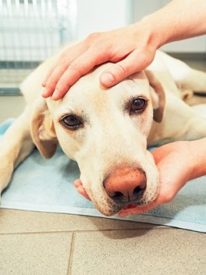 13 perguntas e respostas sobre câncer em cachorros