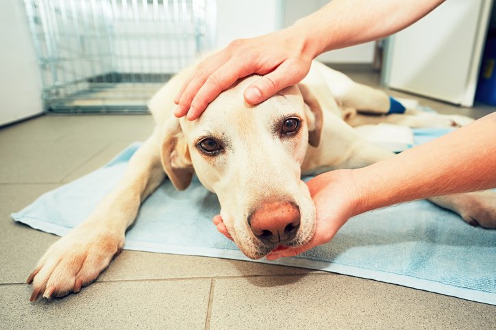 13 perguntas e respostas sobre câncer em cachorros 1