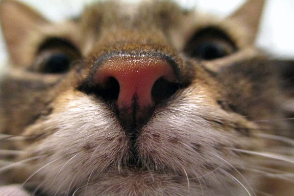Saúde nasal dos gatos
