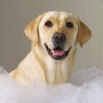 Posso usar shampoo comum no meu cachorro? 15