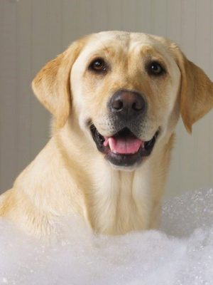 Posso usar shampoo comum no meu cachorro?