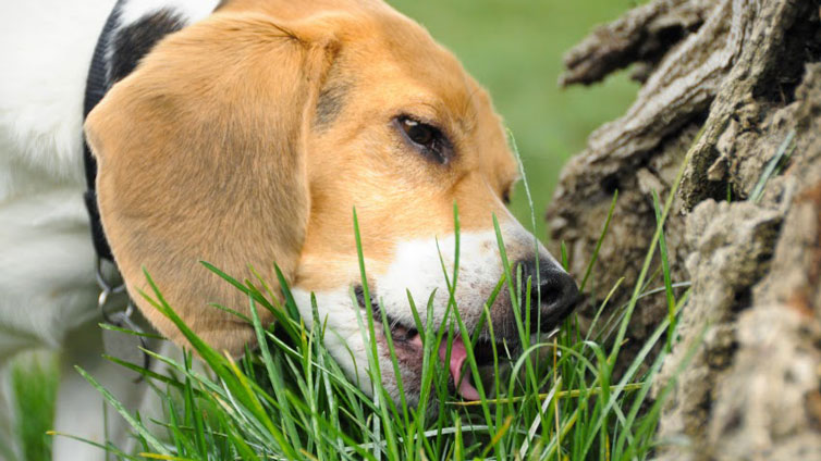 Por que os cachorros comem grama? 2