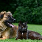 Saiba mais sobre vermífugos para cães e gatos 7