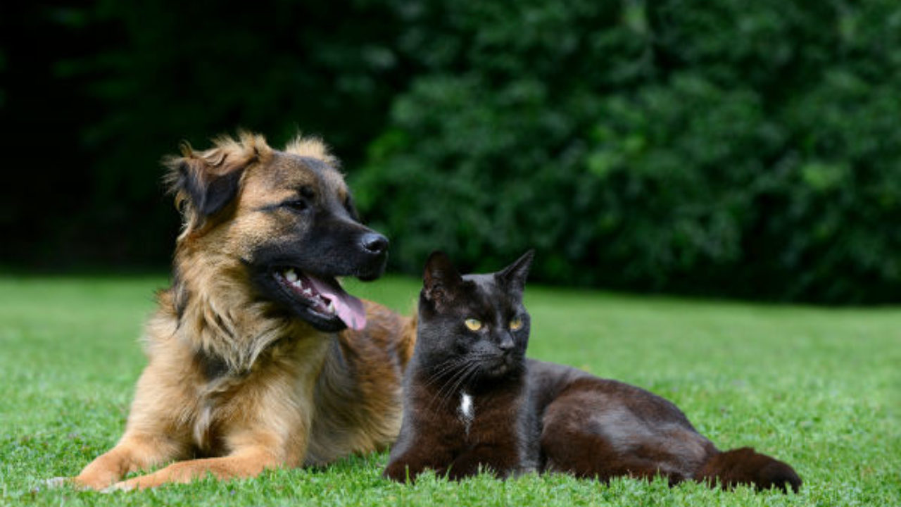 Saiba mais sobre vermífugos para cães e gatos 1