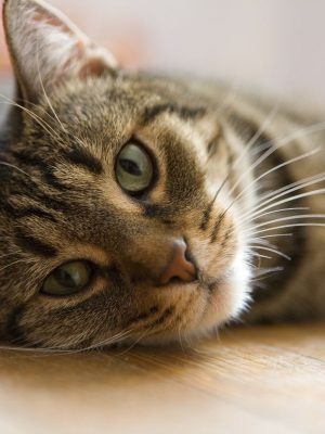 Saiba mais sobre as doenças de coração em gatos