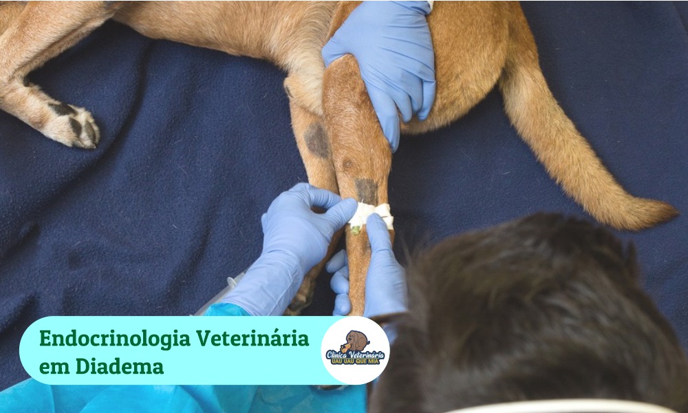 Endocrinologia veterinária em Diadema