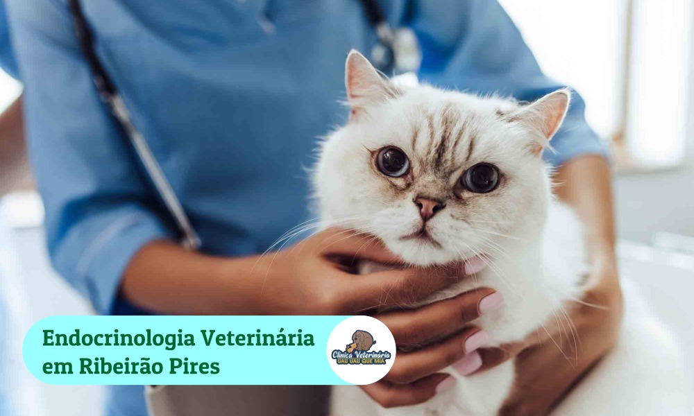 Especialista em endocrinologia veterinária em Ribeirão Pires