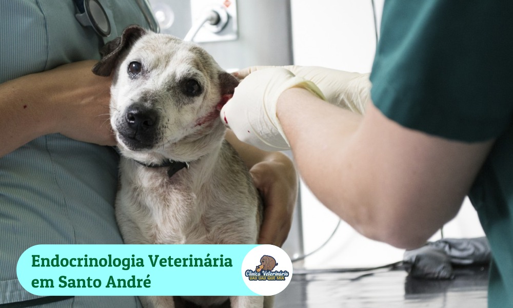 Endocrinologista veterinário Santo André
