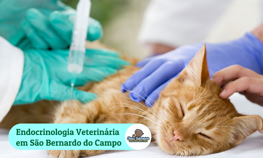 Endocrinologia veterinária São Bernardo do Campo