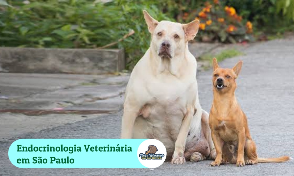 Endocrinologia veterinária São Paulo