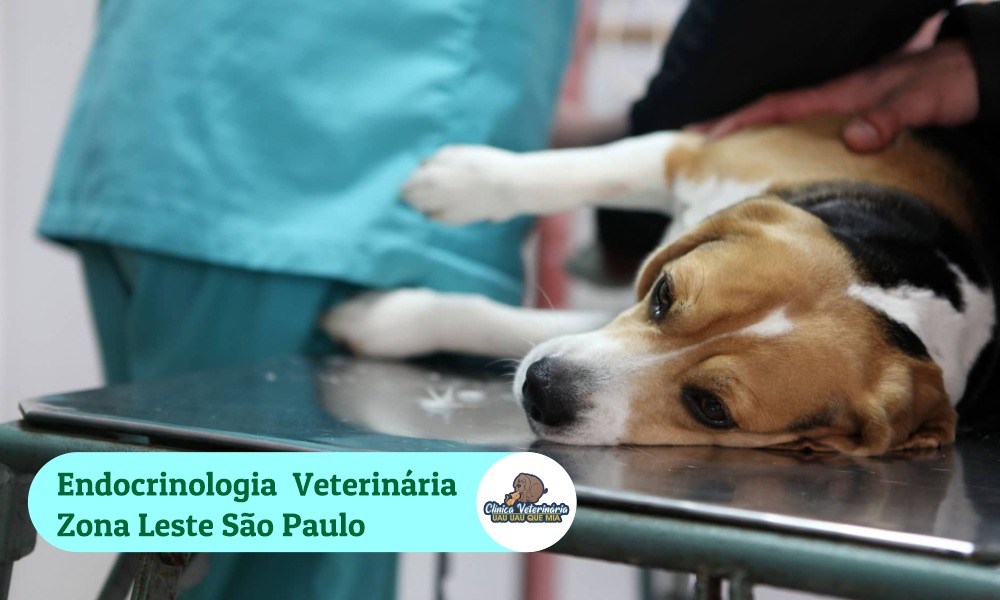 Endocrinologia veterinária Zona leste - São Paulo
