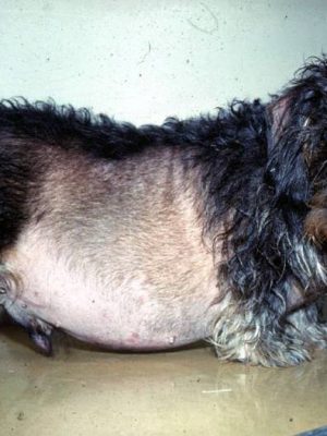 Conheça o Hiperadenocorticismo ou Síndrome de Cushing em cães