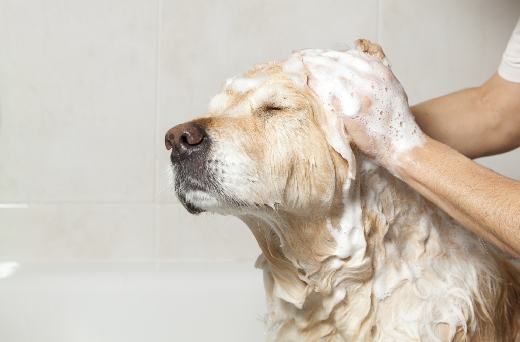 A importância do banho e tosa em Cachorros 18