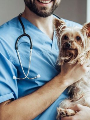 Convênio ou Plano de saúde Veterinário, é bom para seu pet?
